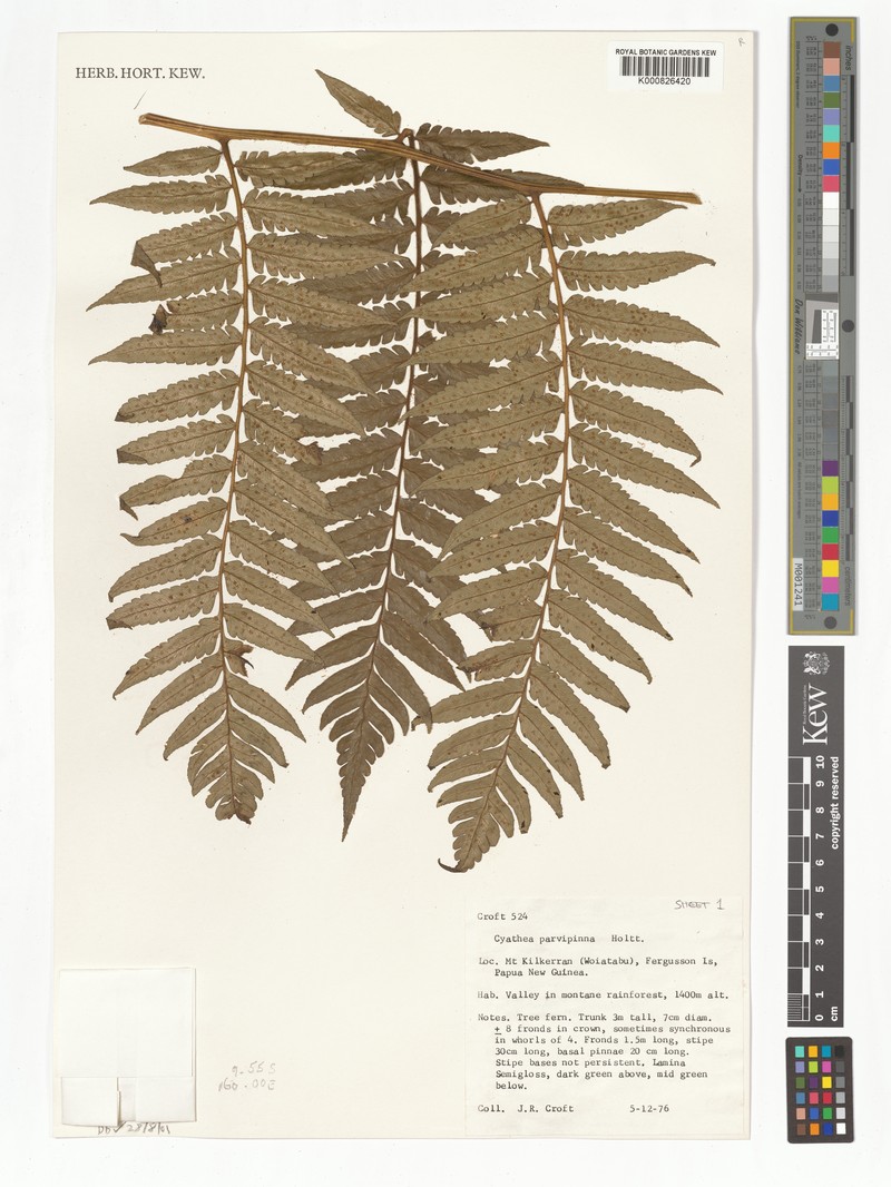 Sphaeropteris parvipinna photo 2