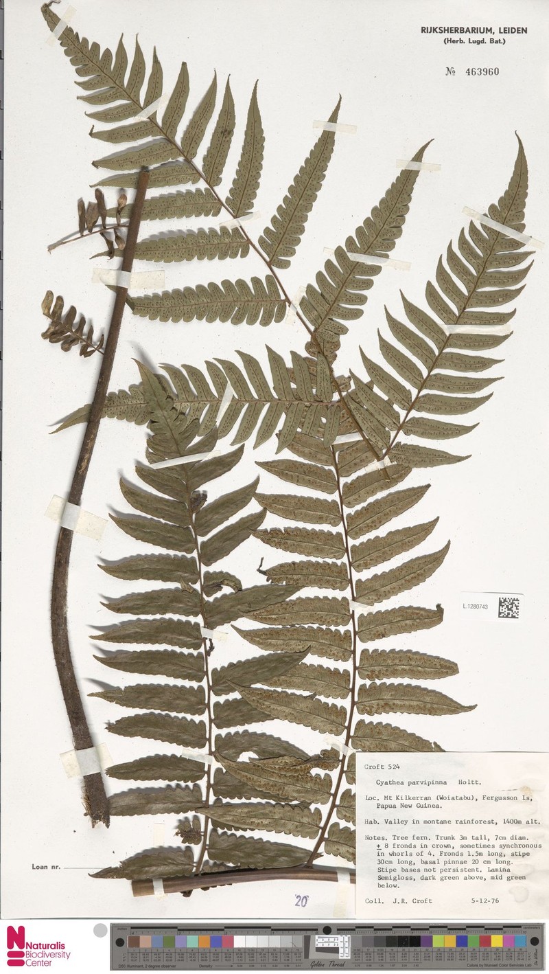 Sphaeropteris parvipinna photo 3