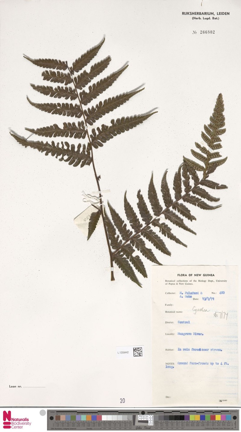 Sphaeropteris parvipinna photo 4