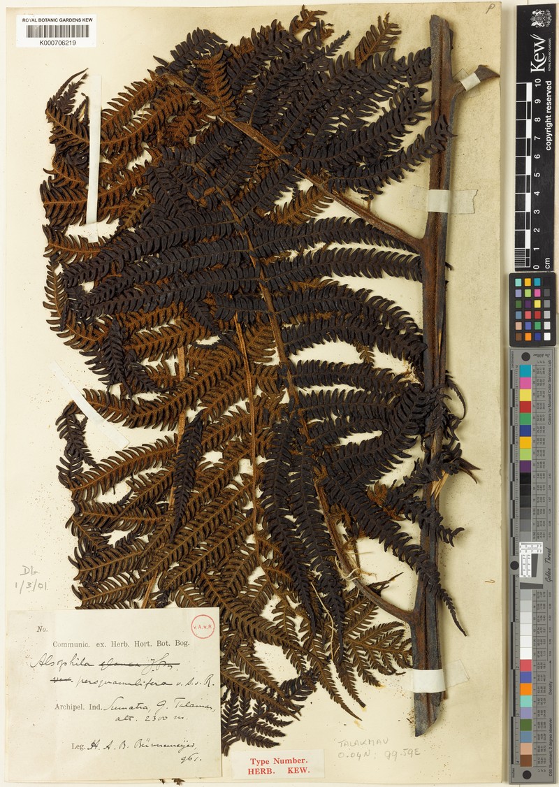 Sphaeropteris persquamulifera
