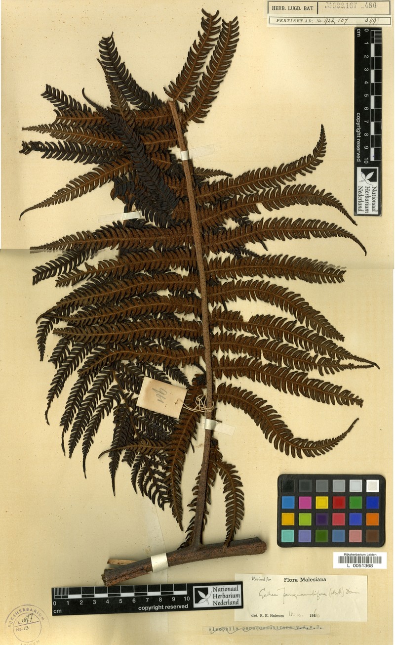 Sphaeropteris persquamulifera photo 2