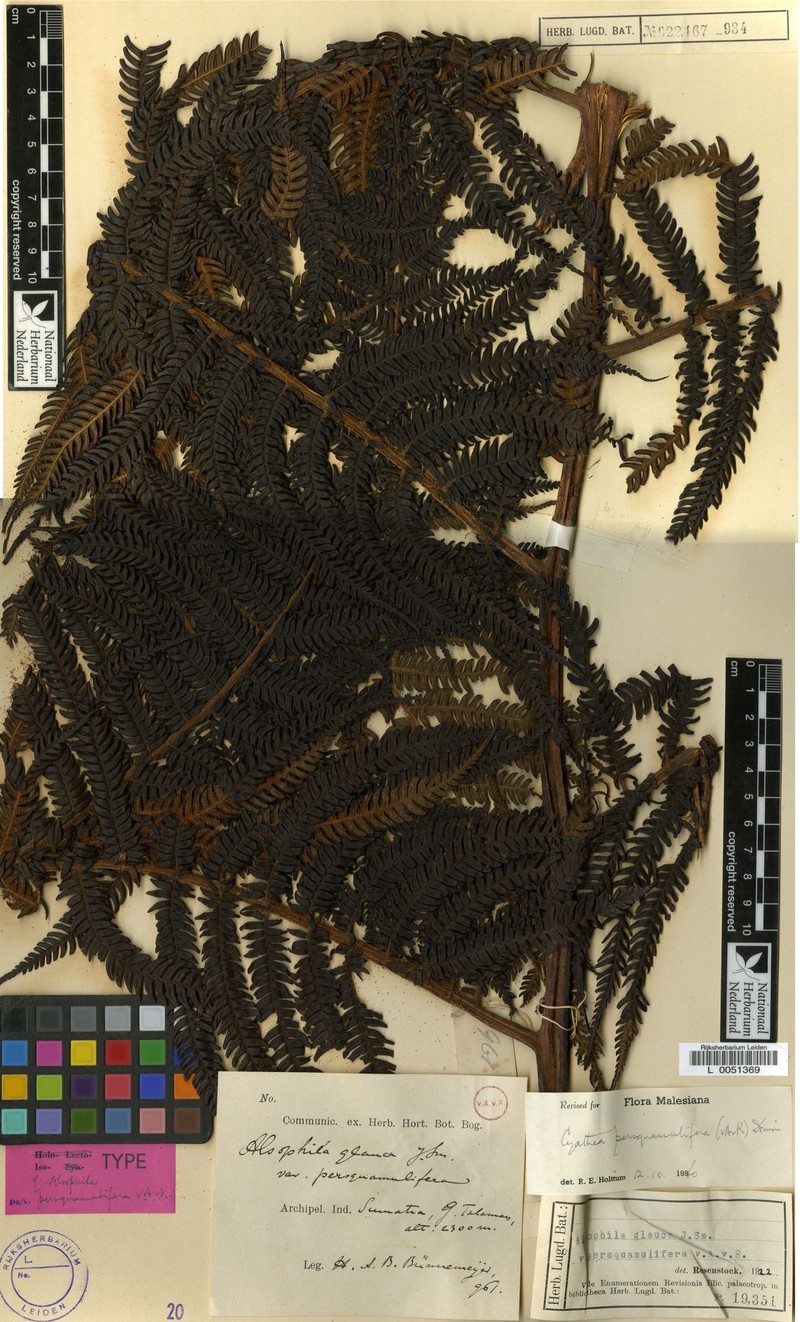 Sphaeropteris persquamulifera photo 3