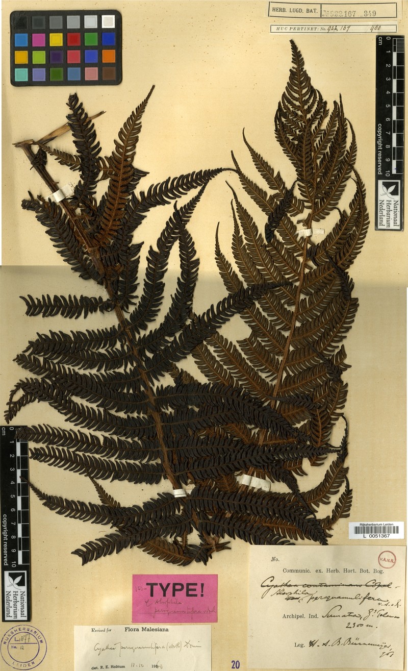 Sphaeropteris persquamulifera photo 4