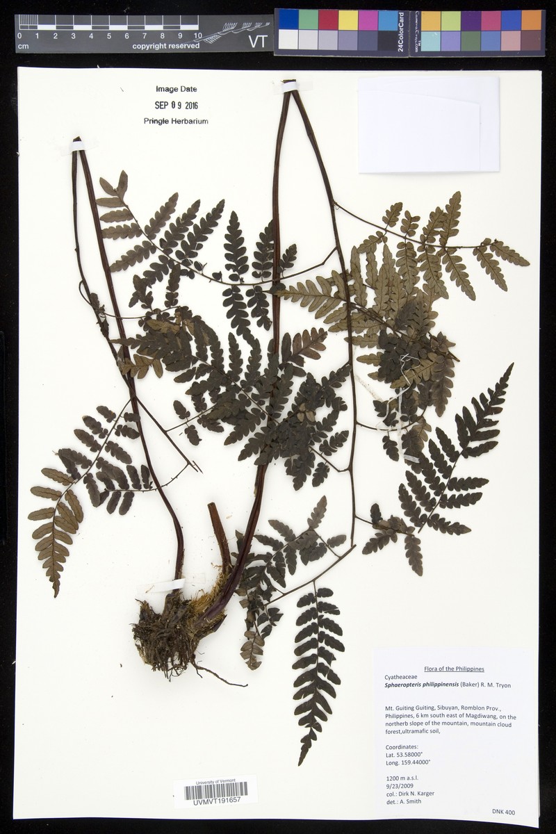 Sphaeropteris philippinensis