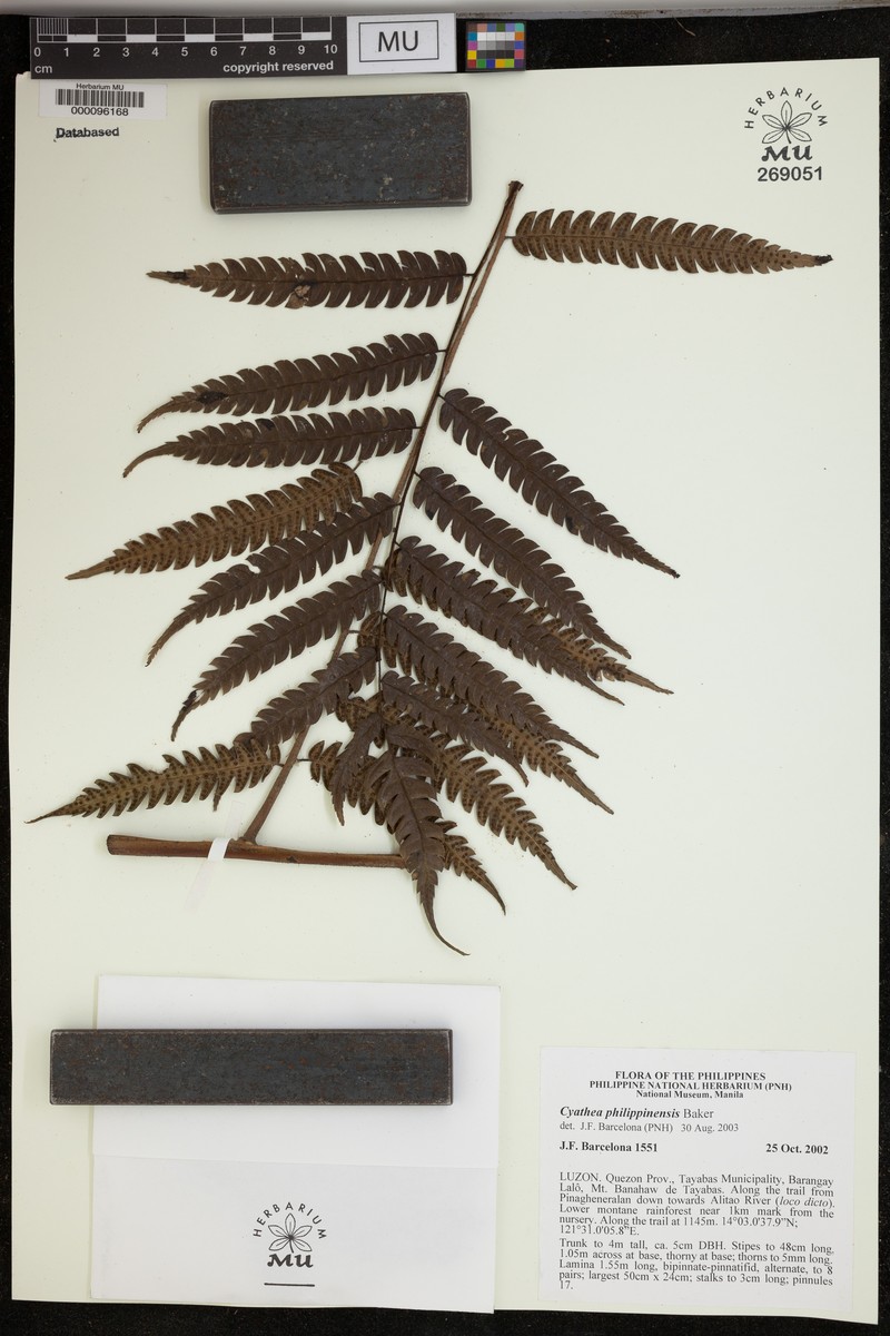 Sphaeropteris philippinensis photo 2