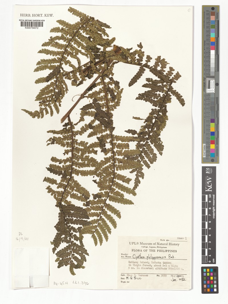 Sphaeropteris philippinensis photo 3