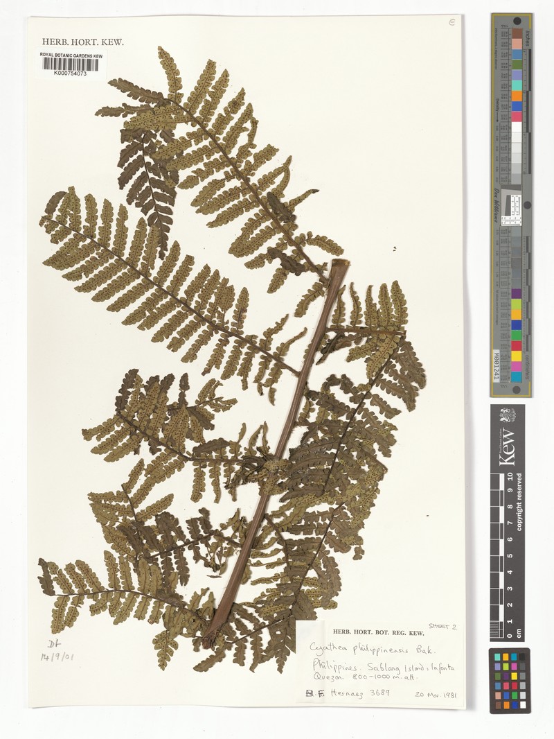 Sphaeropteris philippinensis photo 4