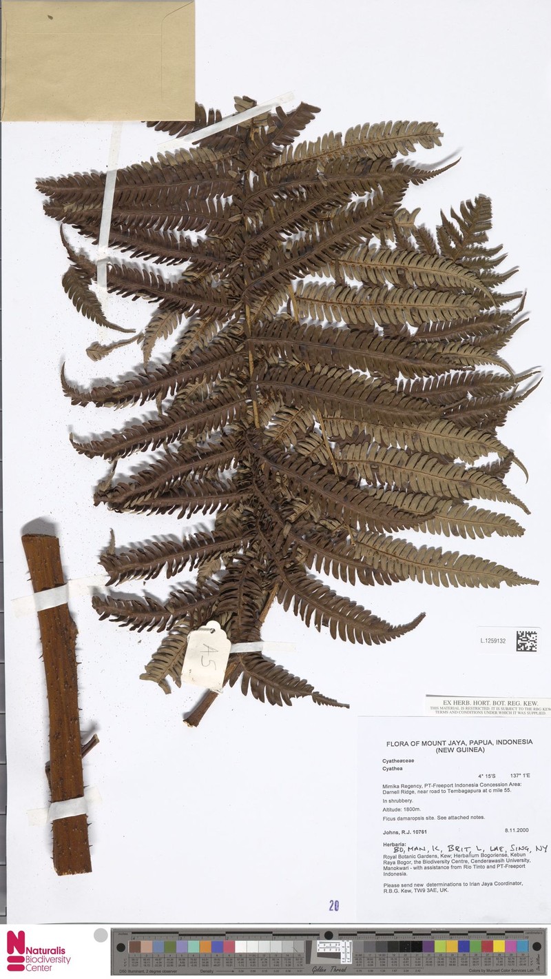 Sphaeropteris pilulifera
