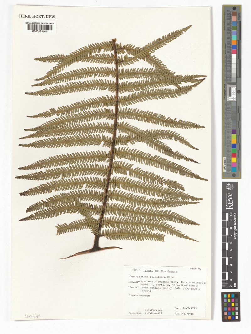 Sphaeropteris pilulifera photo 2