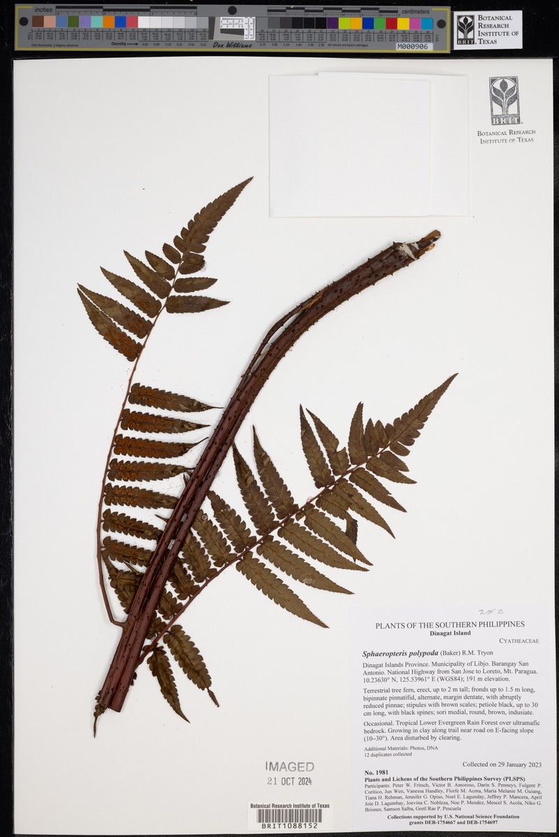 Sphaeropteris polypoda