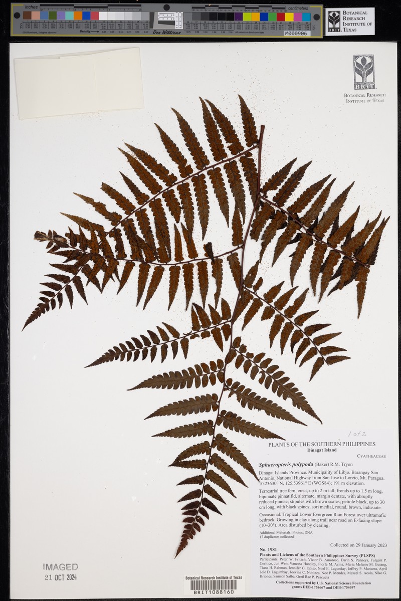 Sphaeropteris polypoda photo 2