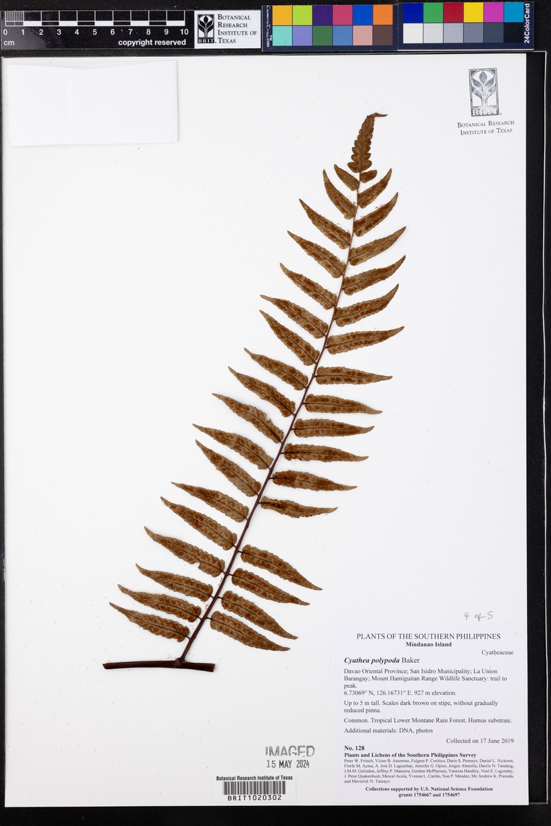 Sphaeropteris polypoda photo 3