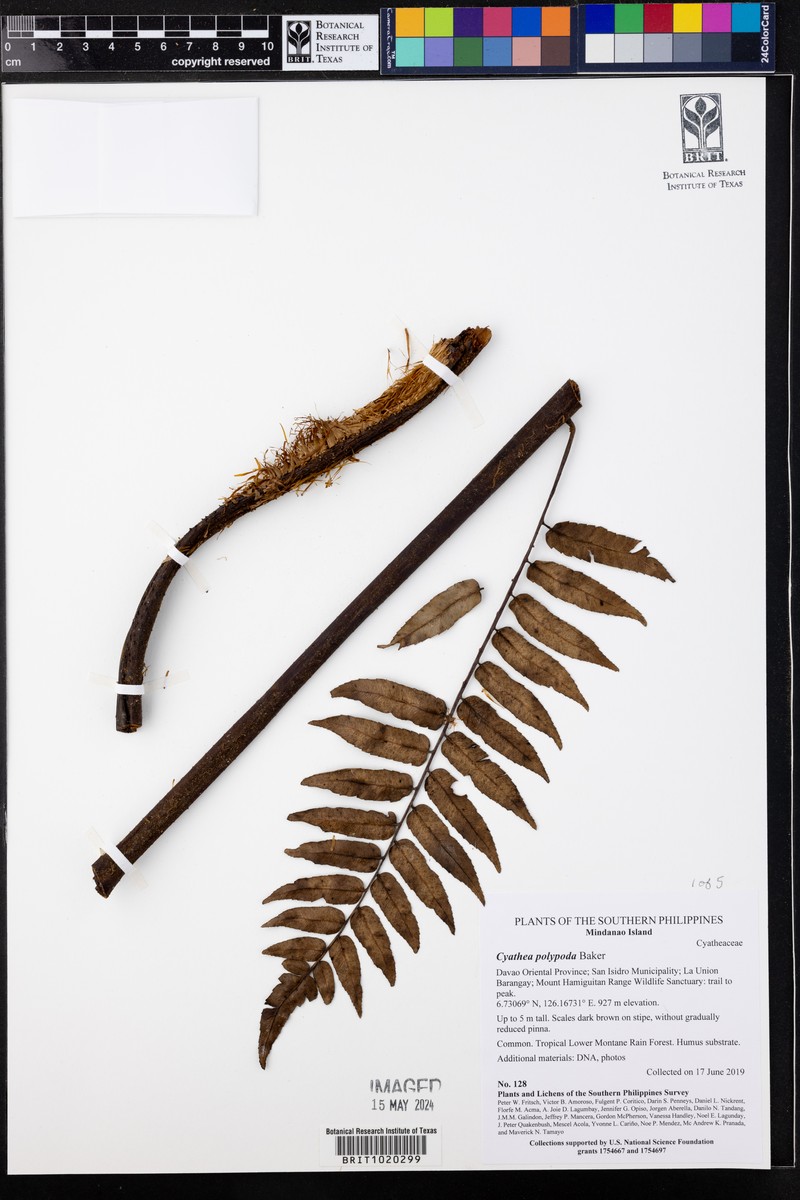 Sphaeropteris polypoda photo 4