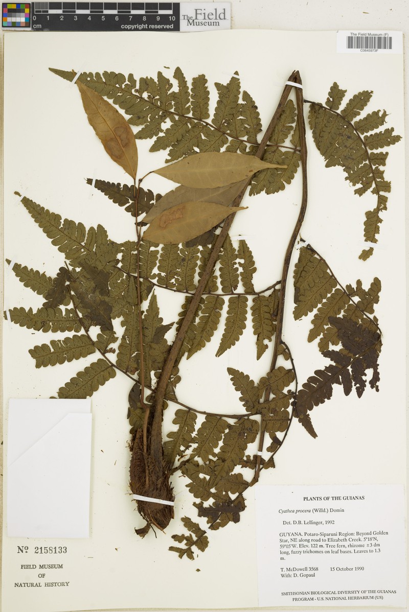Sphaeropteris procera