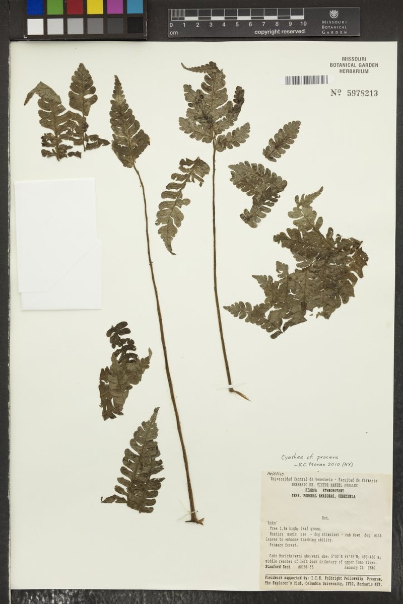 Sphaeropteris procera photo 2