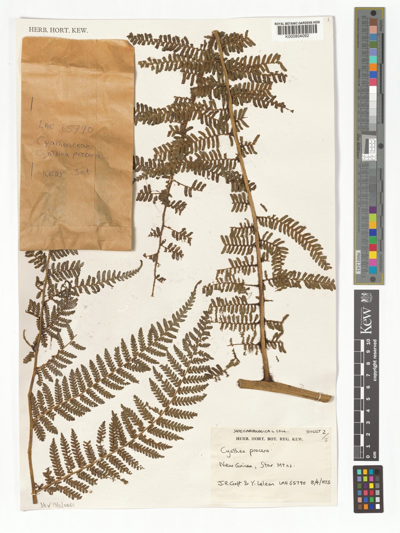 Sphaeropteris procera photo 3