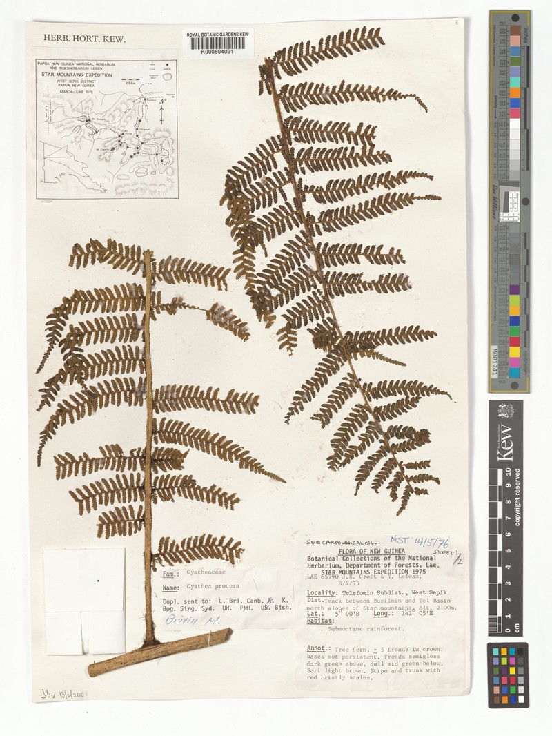 Sphaeropteris procera photo 4