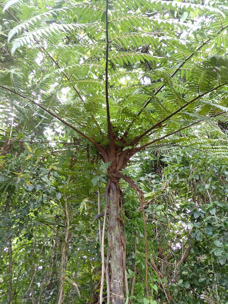 Sphaeropteris propinqua