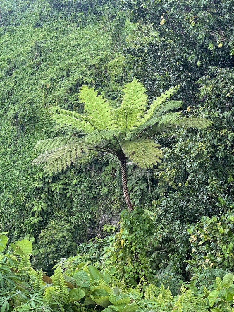 Sphaeropteris propinqua photo 2