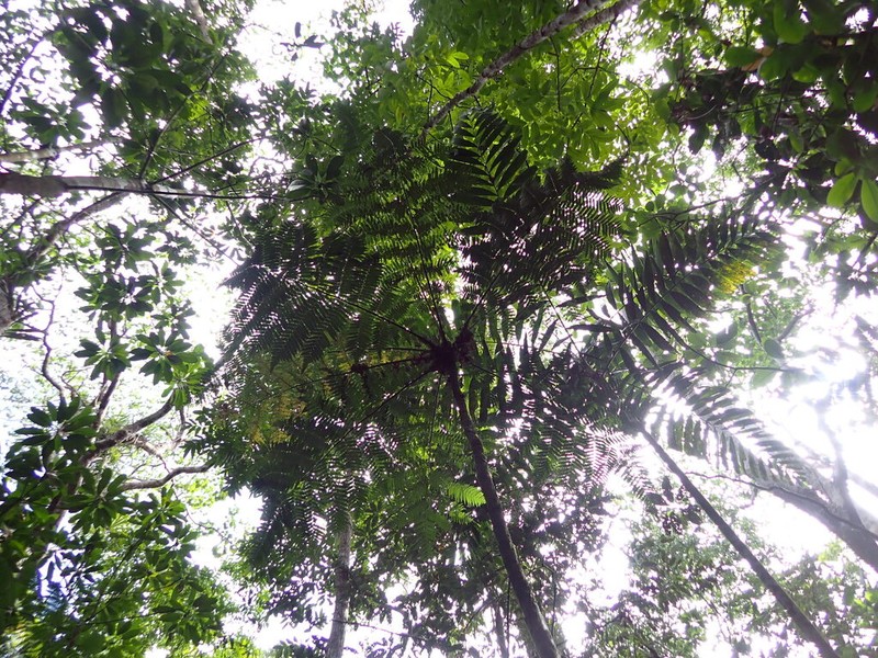 Sphaeropteris propinqua photo 3