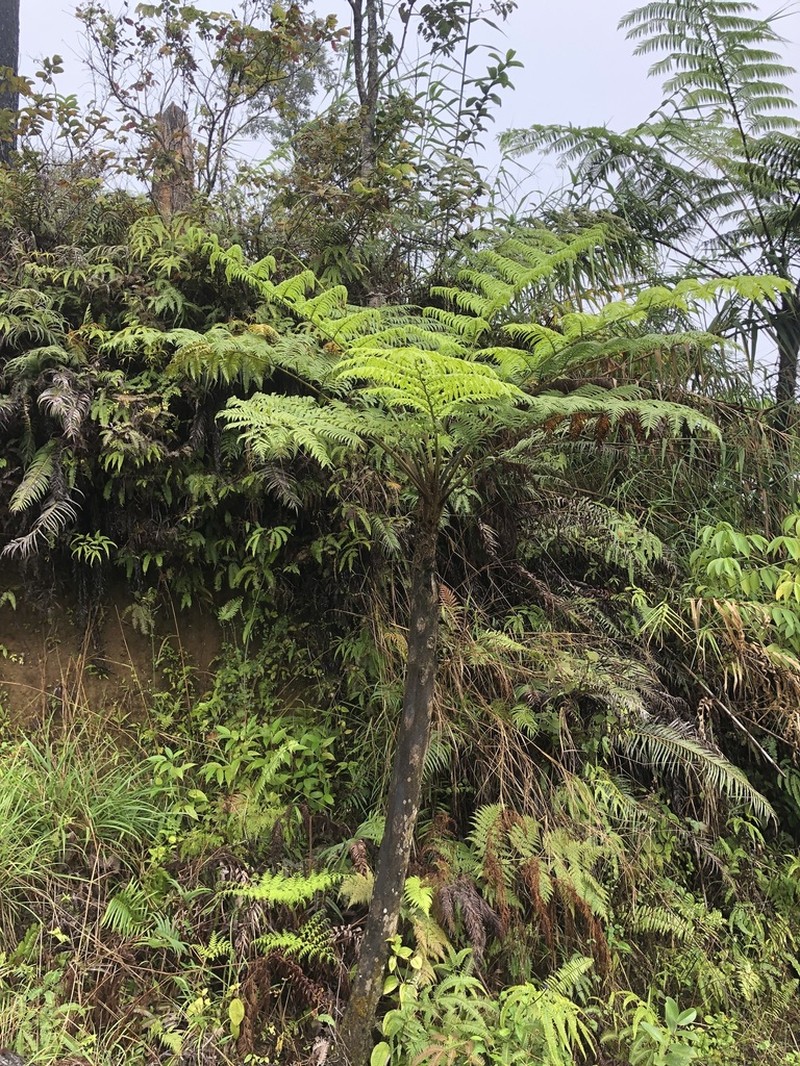 Sphaeropteris propinqua photo 4