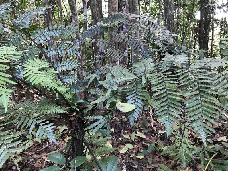 Sphaeropteris propinqua photo 5