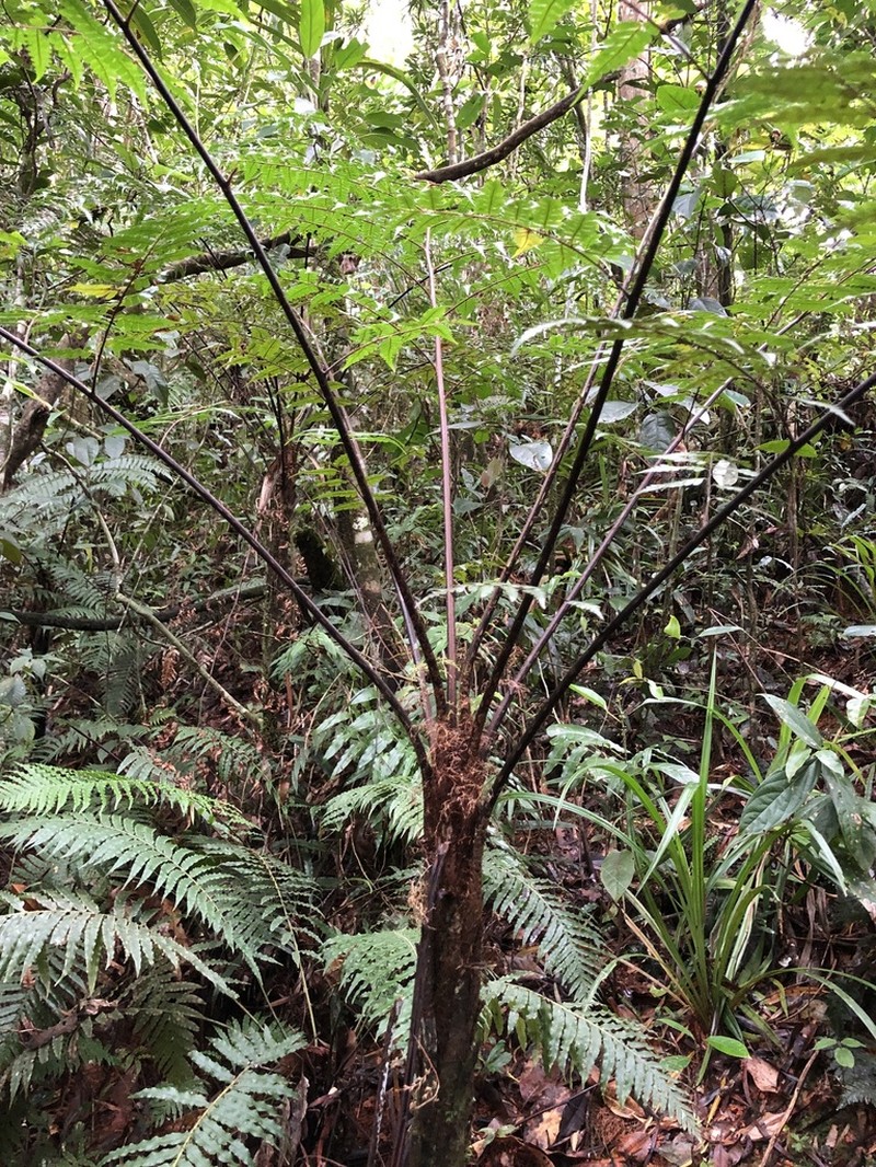 Sphaeropteris propinqua photo 6
