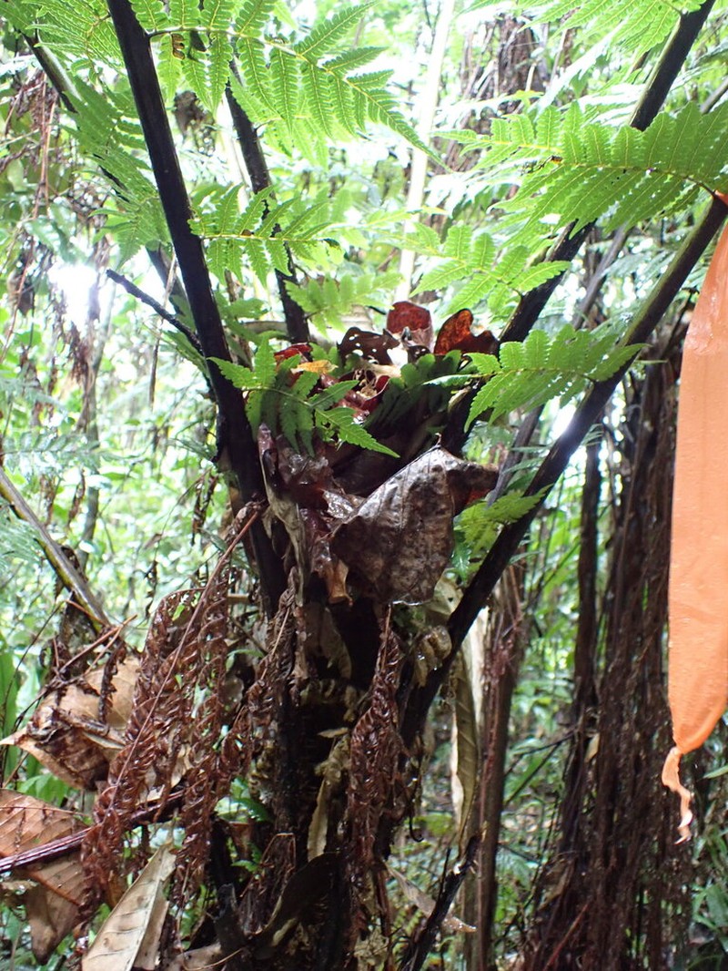 Sphaeropteris propinqua photo 7