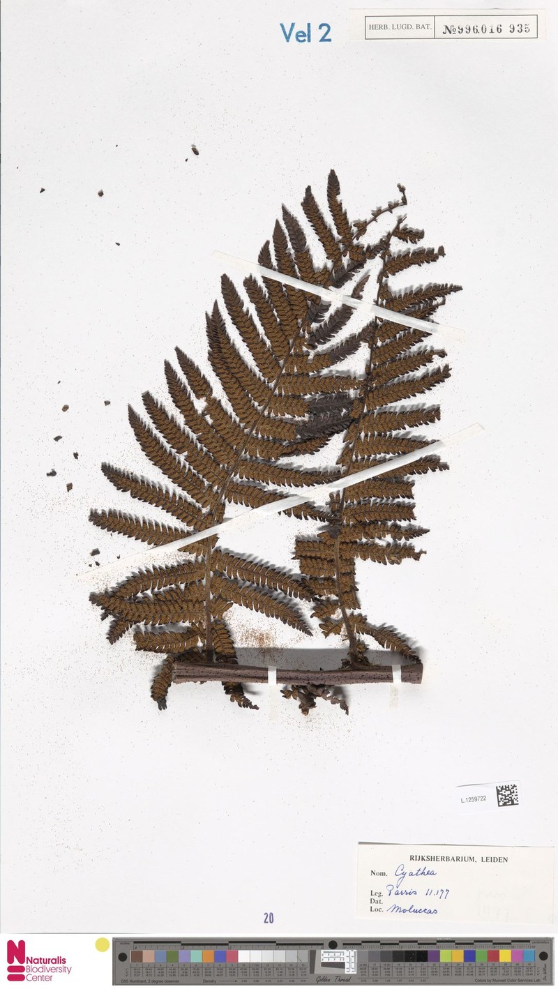 Sphaeropteris pukuana