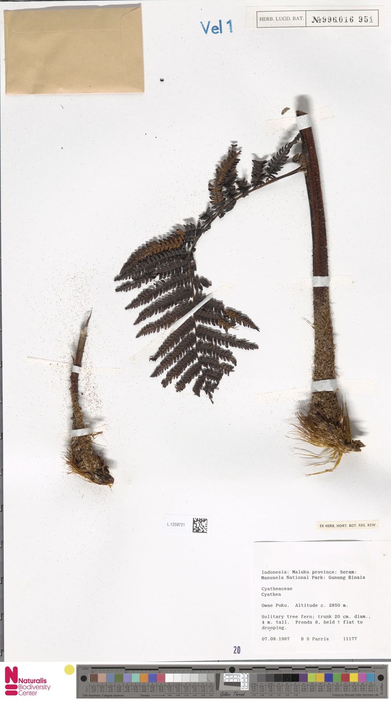 Sphaeropteris pukuana photo 2