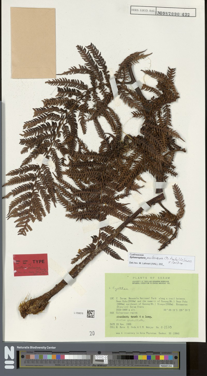 Sphaeropteris pukuana photo 3