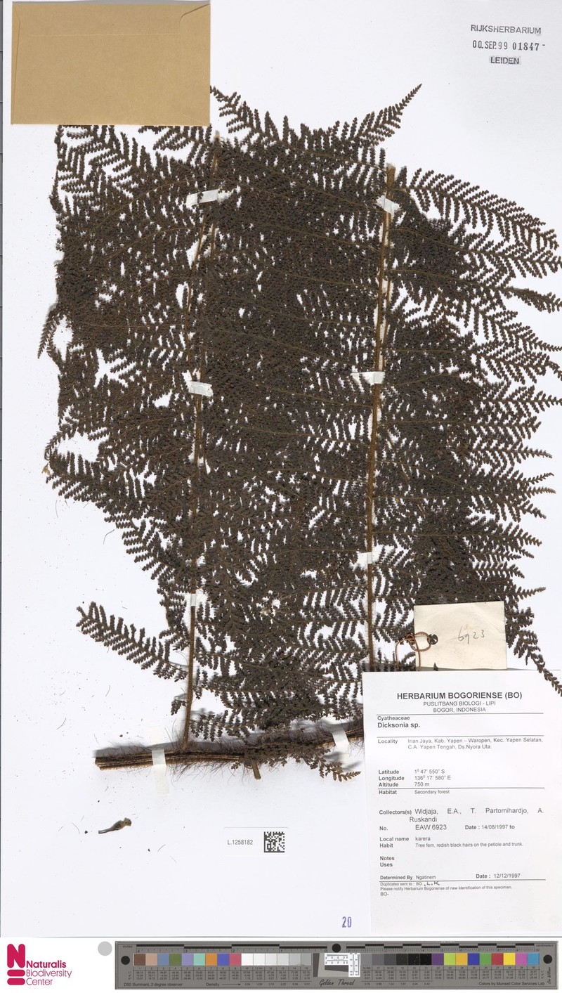 Sphaeropteris pulcherrima