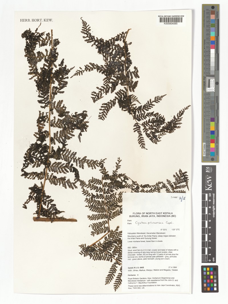 Sphaeropteris pulcherrima photo 2