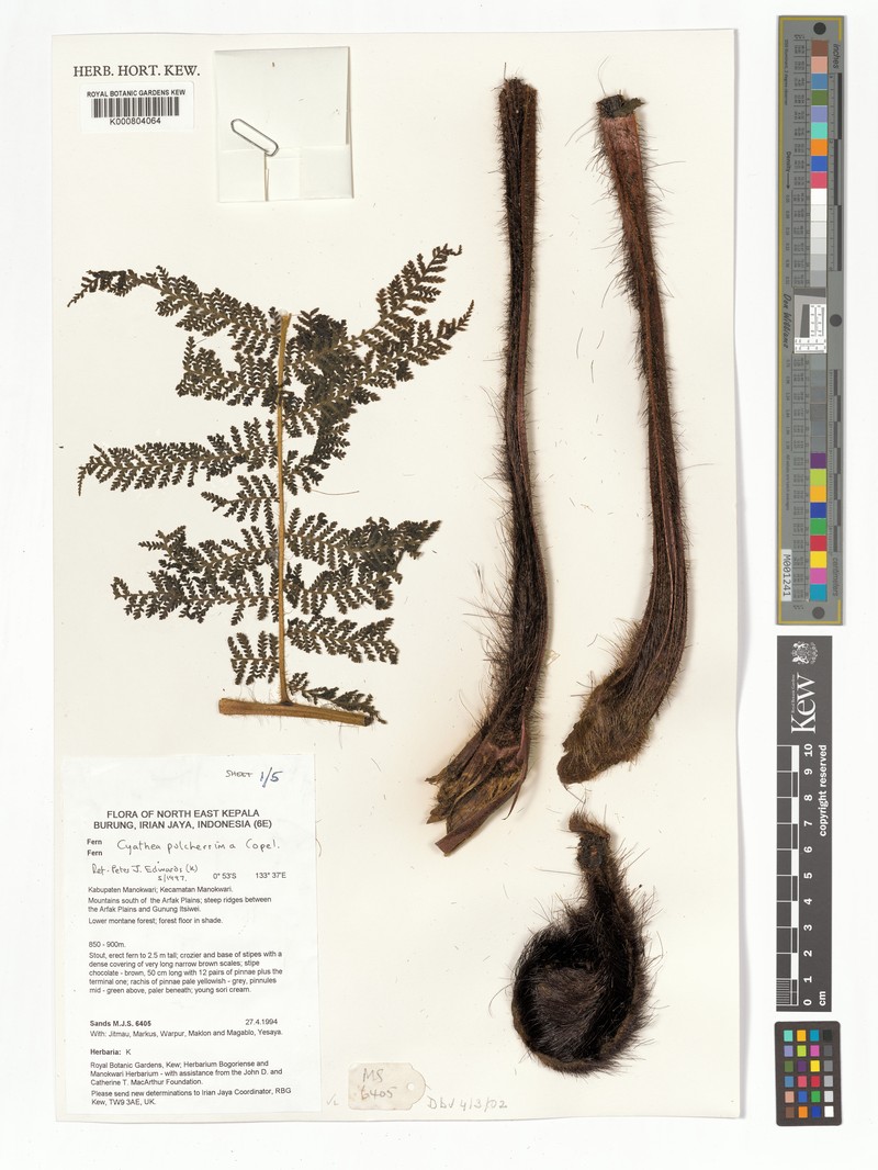 Sphaeropteris pulcherrima photo 3