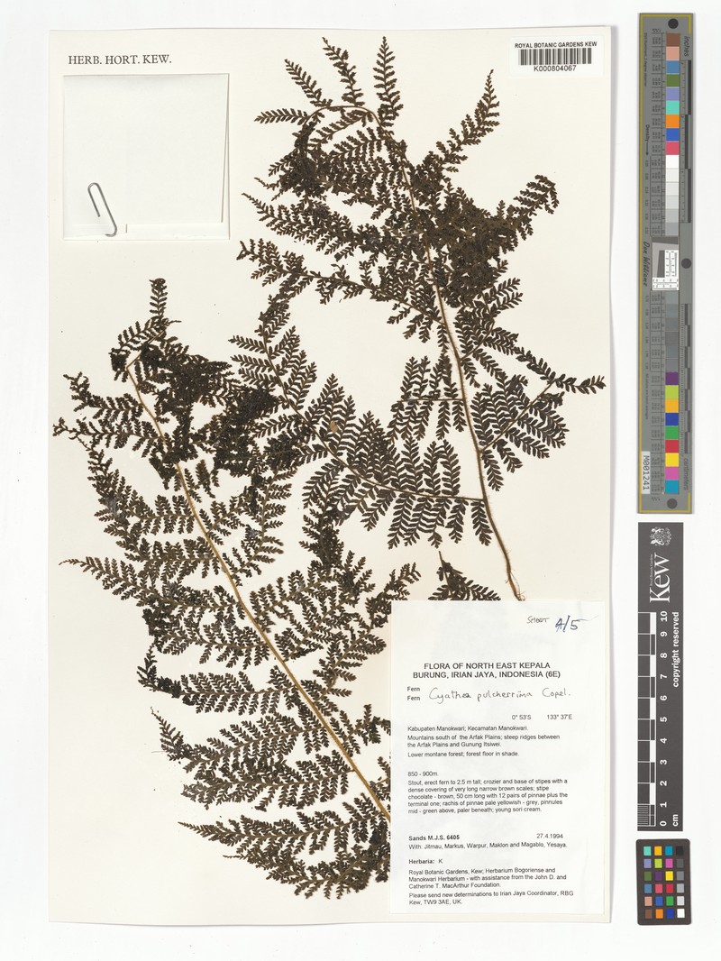 Sphaeropteris pulcherrima photo 4