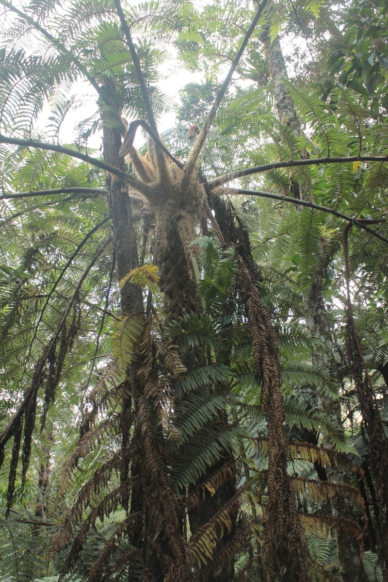 Sphaeropteris quindiuensis photo 2