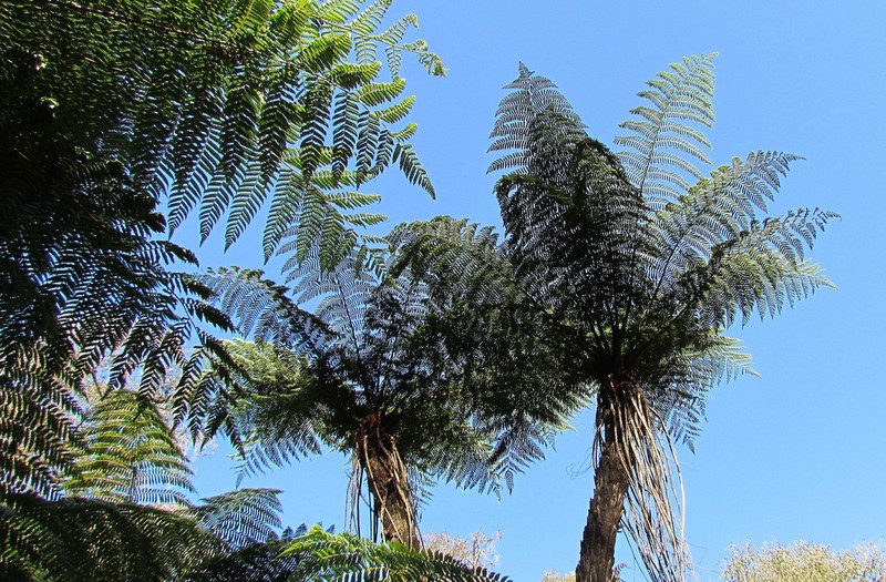 Sphaeropteris quindiuensis photo 3