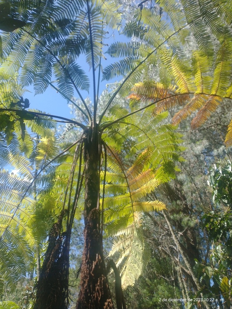Sphaeropteris quindiuensis photo 4