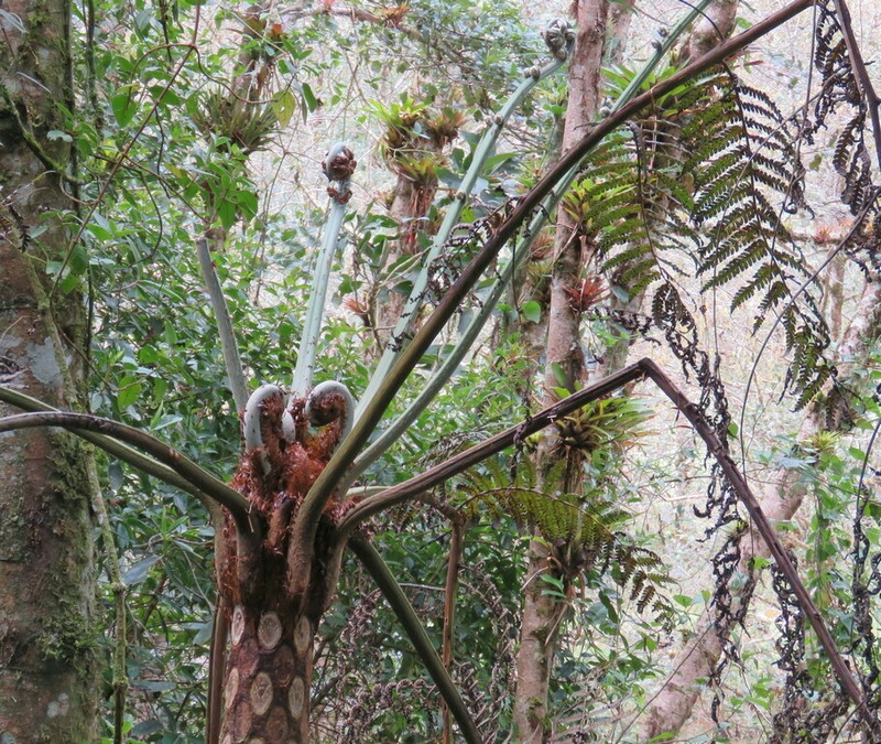 Sphaeropteris quindiuensis photo 5