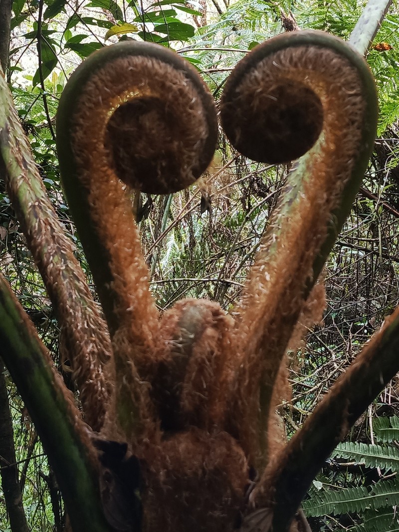 Sphaeropteris quindiuensis photo 6