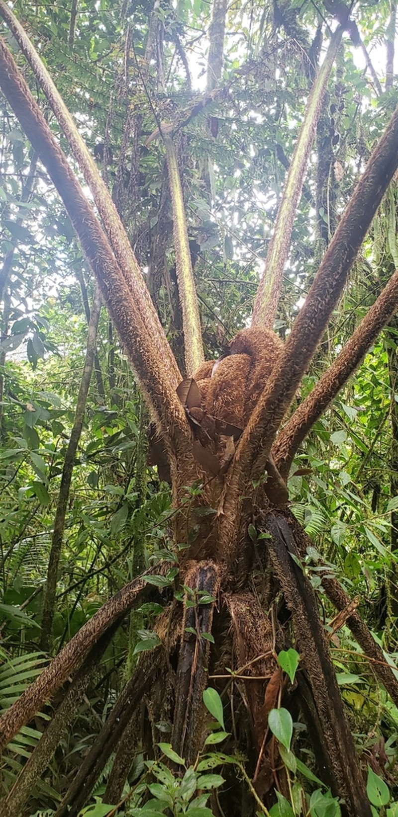 Sphaeropteris quindiuensis photo 7