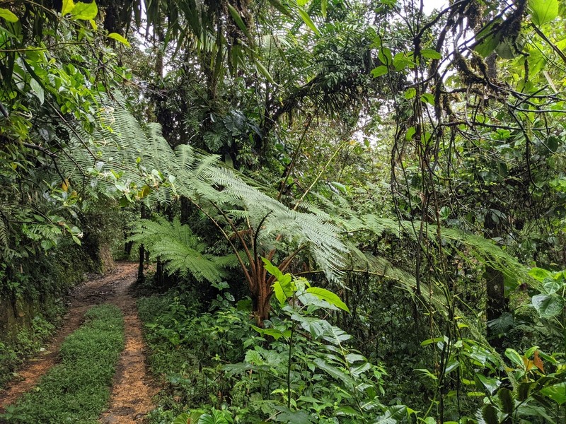 Sphaeropteris quindiuensis photo 8
