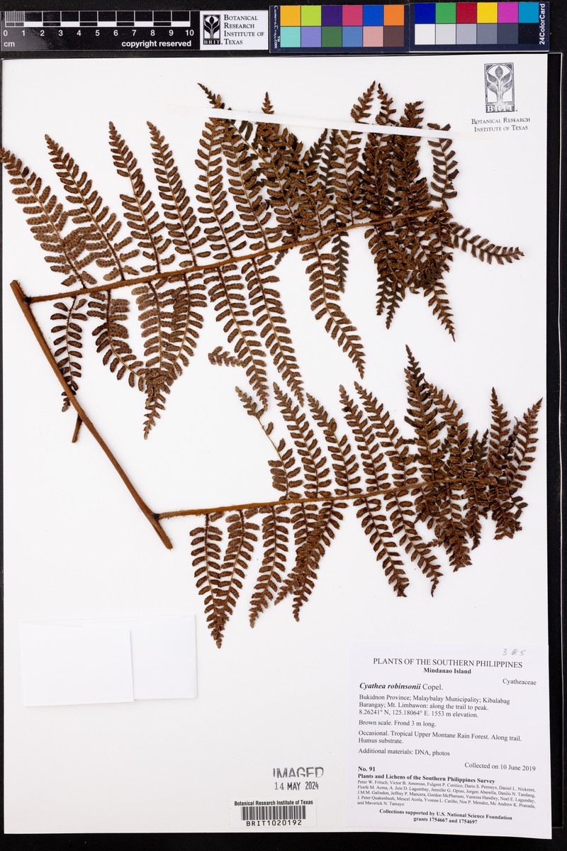 Sphaeropteris robinsonii