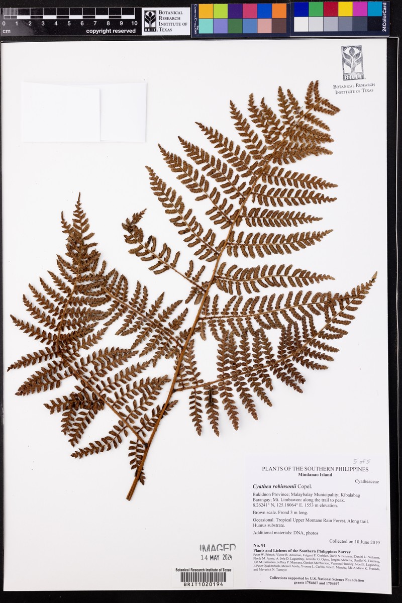 Sphaeropteris robinsonii photo 2