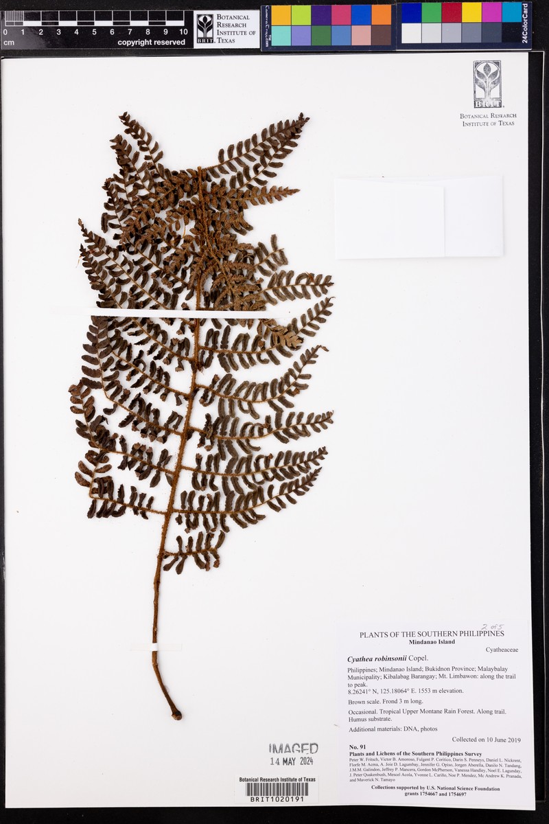 Sphaeropteris robinsonii photo 3
