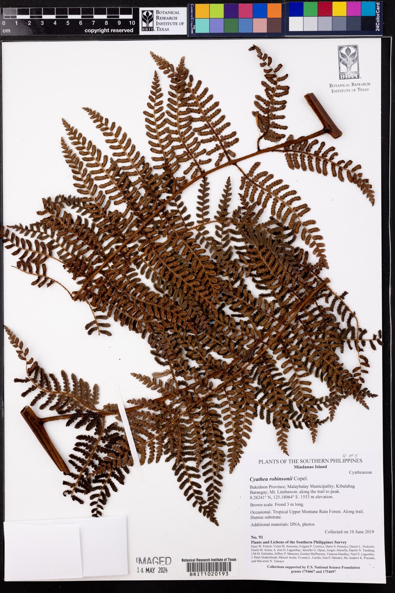Sphaeropteris robinsonii photo 4