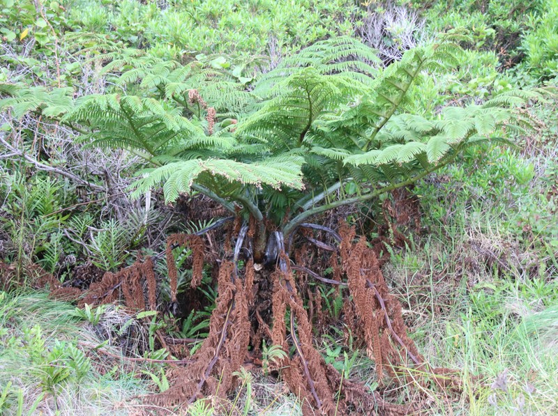Sphaeropteris robusta