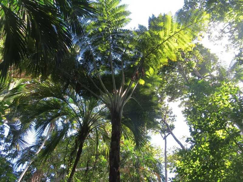 Sphaeropteris robusta photo 2