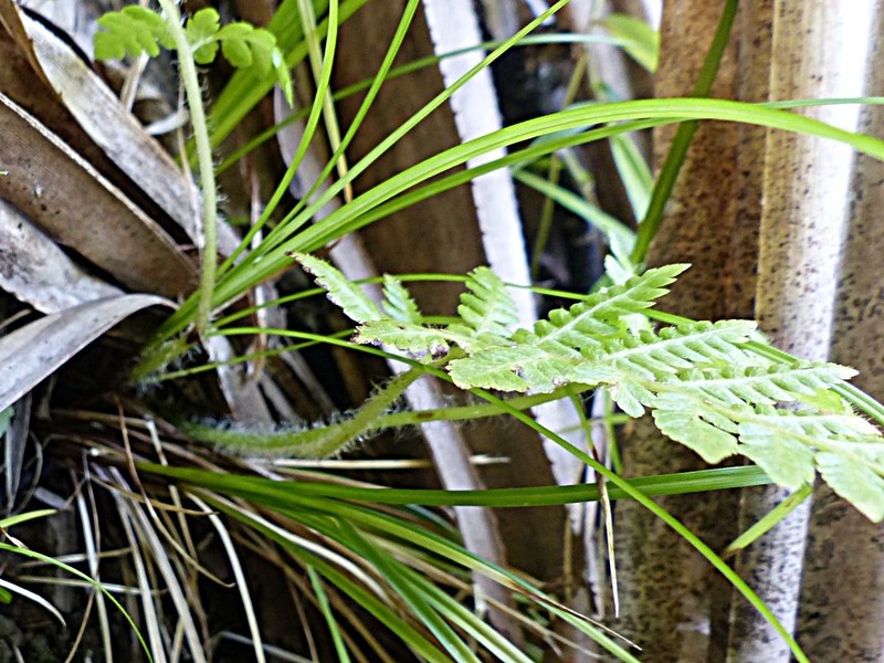 Sphaeropteris robusta photo 3