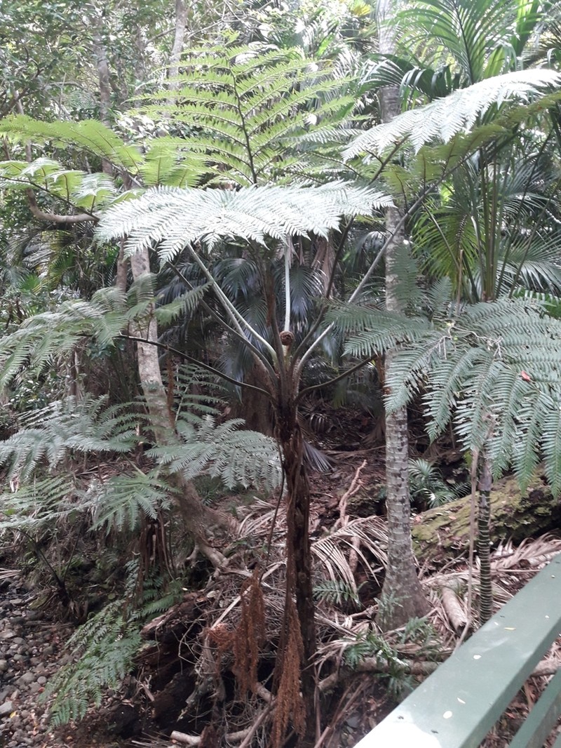 Sphaeropteris robusta photo 4